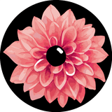 Pink dahlia flower with a black center on dark background