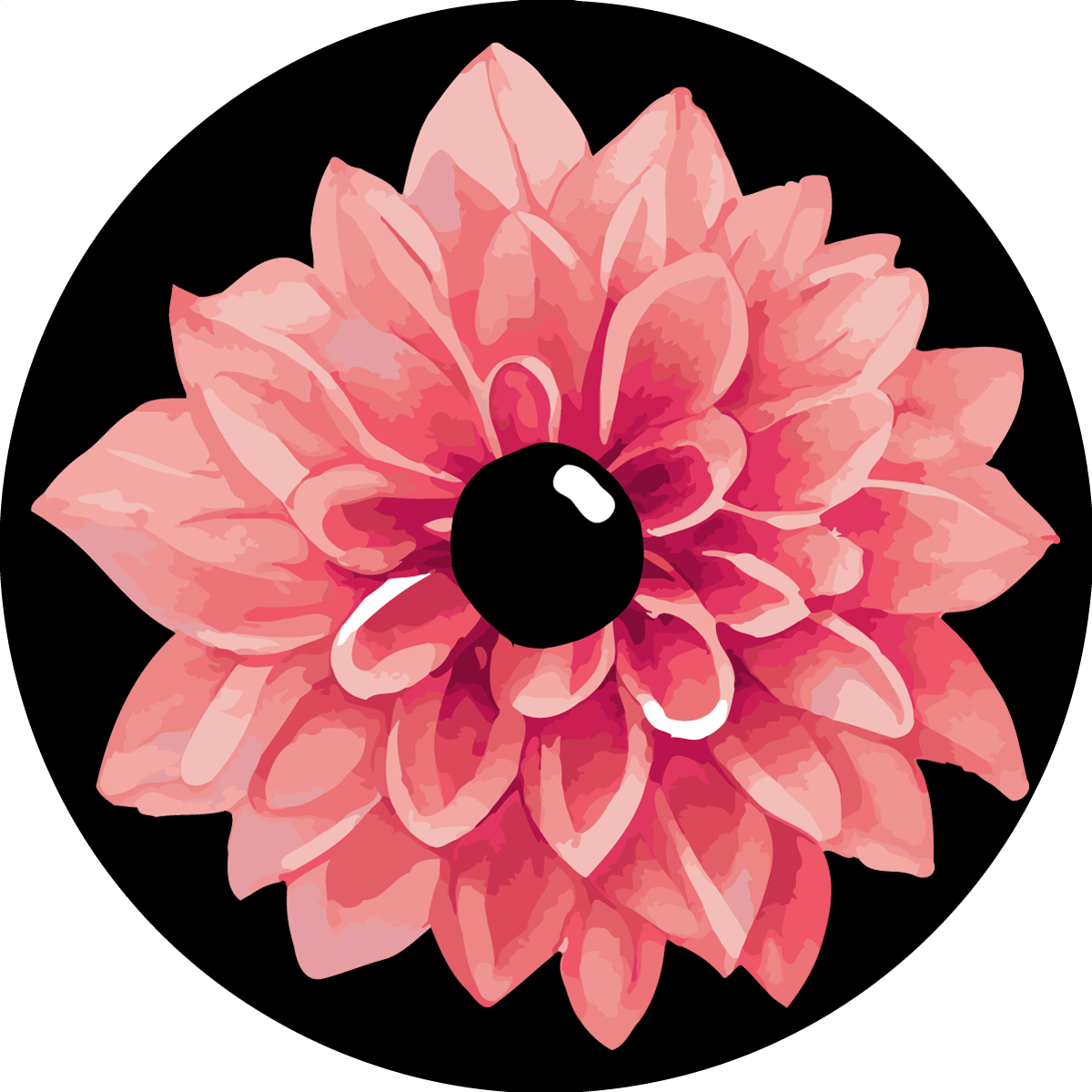 Pink dahlia flower with a black center on dark background