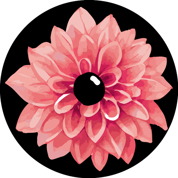 Pink dahlia flower with a black center on dark background