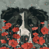 Border collie dog surrounded by vibrant red poppies in nature