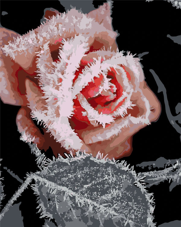 Frost-covered red rose in winter with a dark background