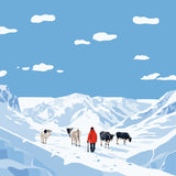Shepherd guiding cows through snowy mountain landscape under blue sky