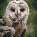 Painting of a realistic barn owl with detailed feathers and eyes