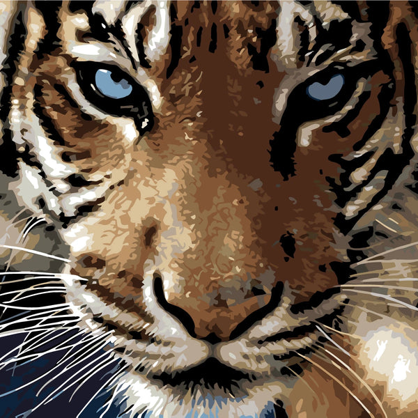 portrait of a close-up bold tiger face with blue eyes