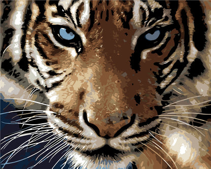 portrait of a close-up bold tiger face with blue eyes