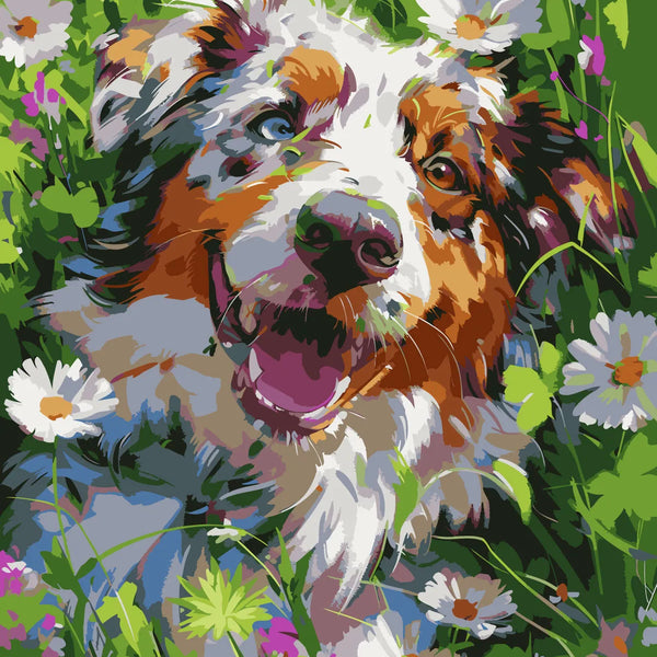 Happy Australian Shepherd dog surrounded by daisies in a vibrant meadow