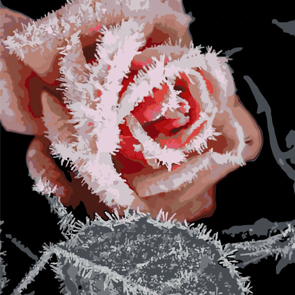 Frost-covered red rose in winter with a dark background