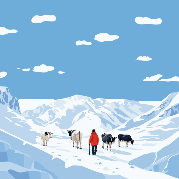 Shepherd guiding cows through snowy mountain landscape under blue sky