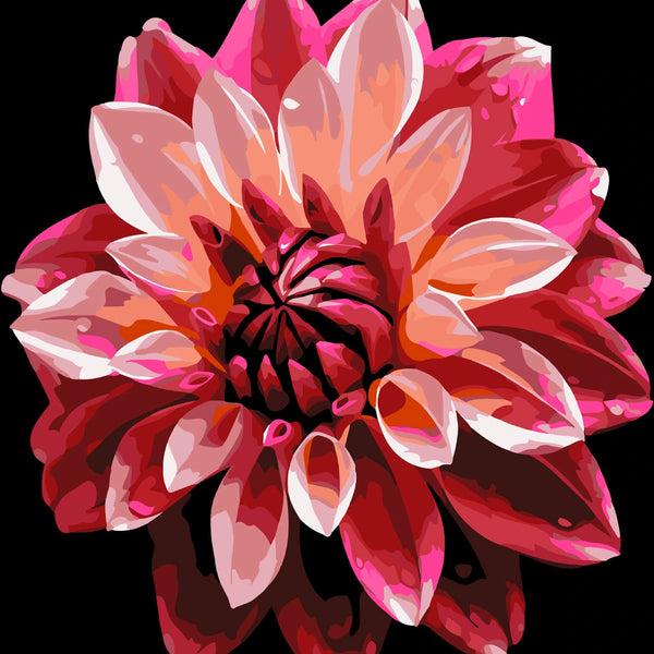Vibrant red and pink dahlia flower painting on black background