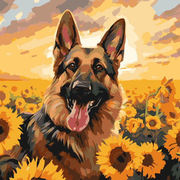 German Shepherd dog in a sunflower field with golden sunset